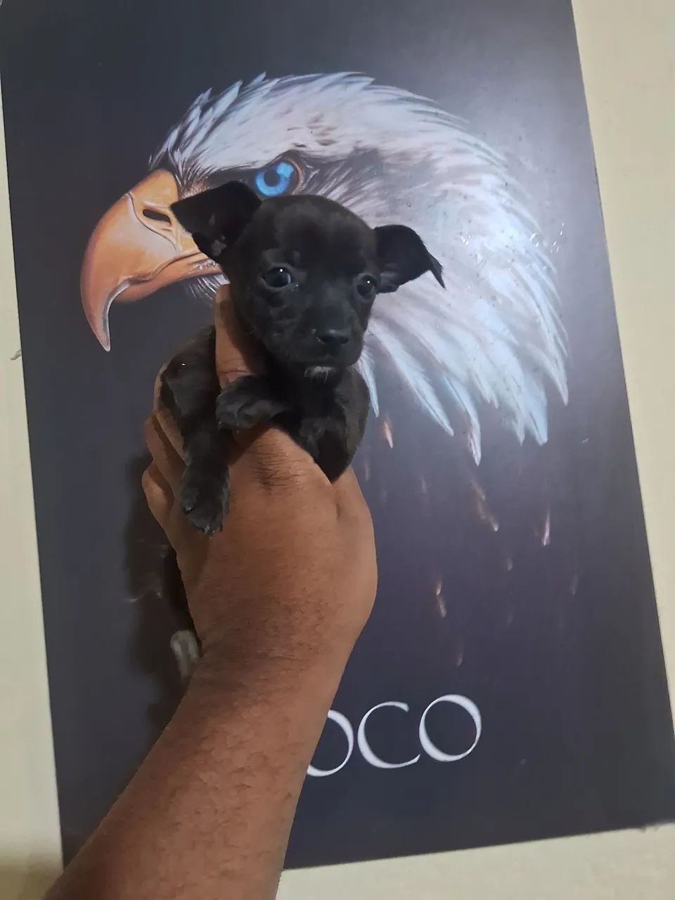 Pinscher fêmea e macho  - Foto 2
