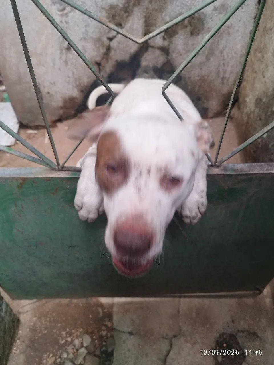 Doa se cão macho Pit Bull 