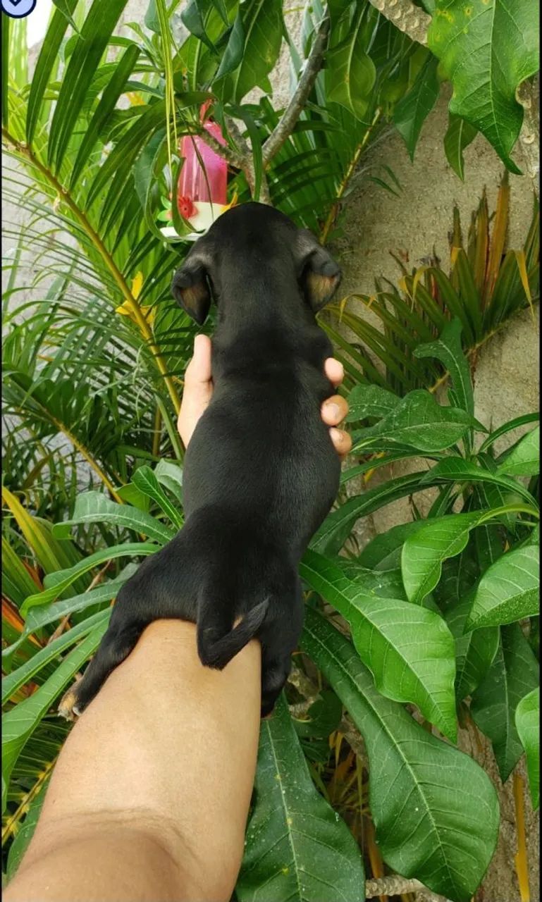 Dachshund salsichinha mine - Foto 2