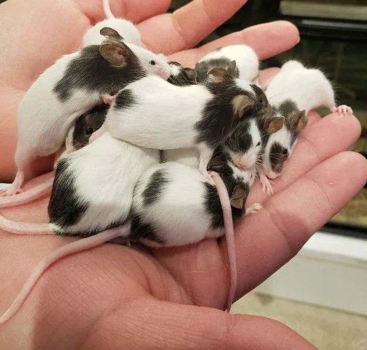 Topolinos puros - Foto 3