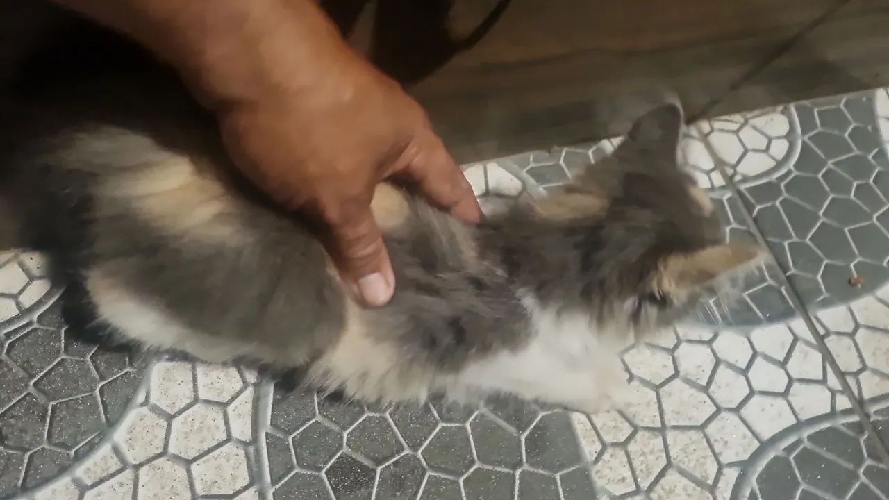 Gatinha prá doação  - Foto 2