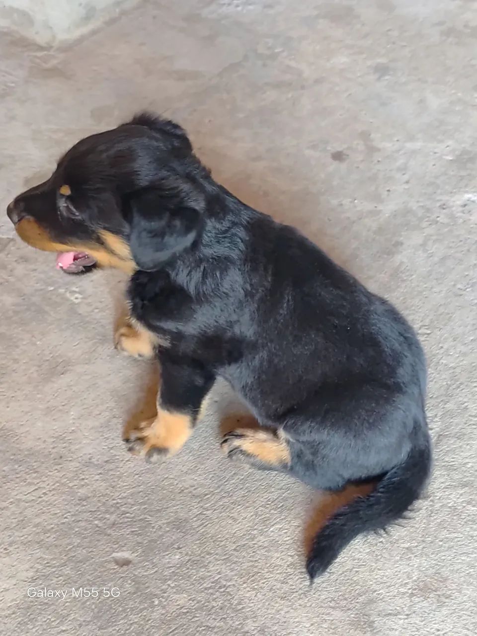 Rottweiler . - Foto 3