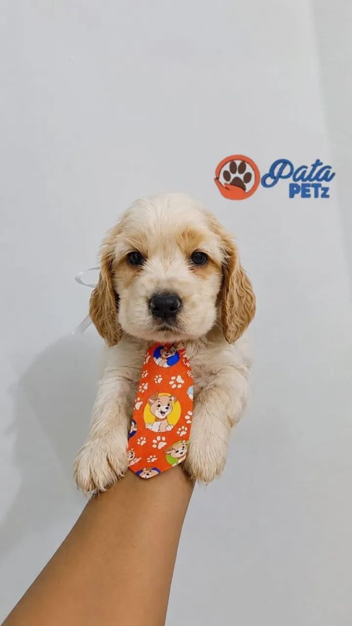 Coocker Spaniel Inglês 
