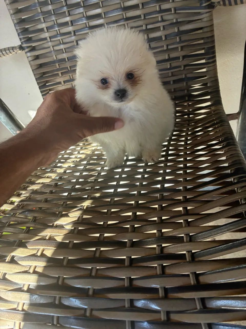 Lulu da pomeranea  - Foto 2