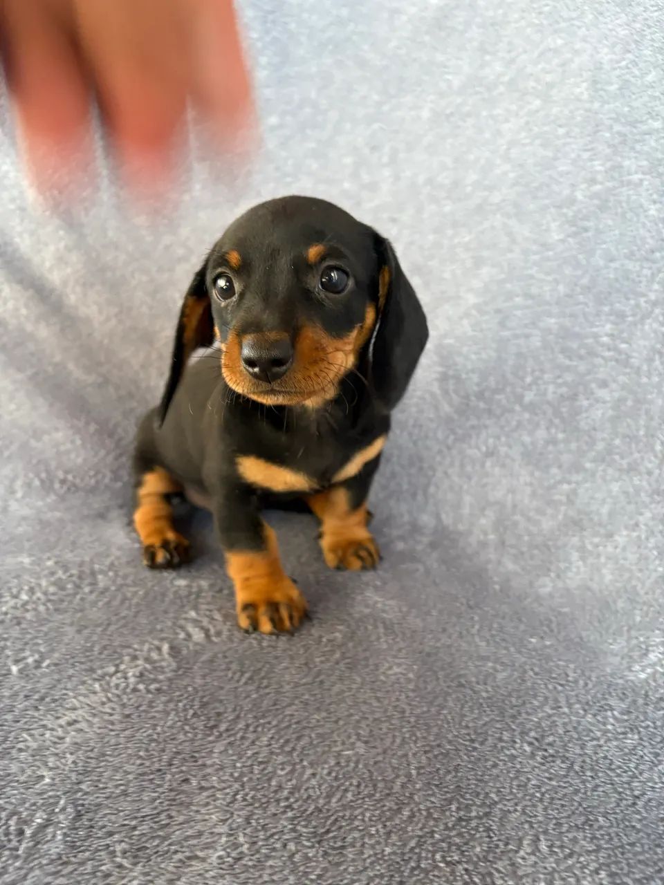 Dachshund  - Foto 2