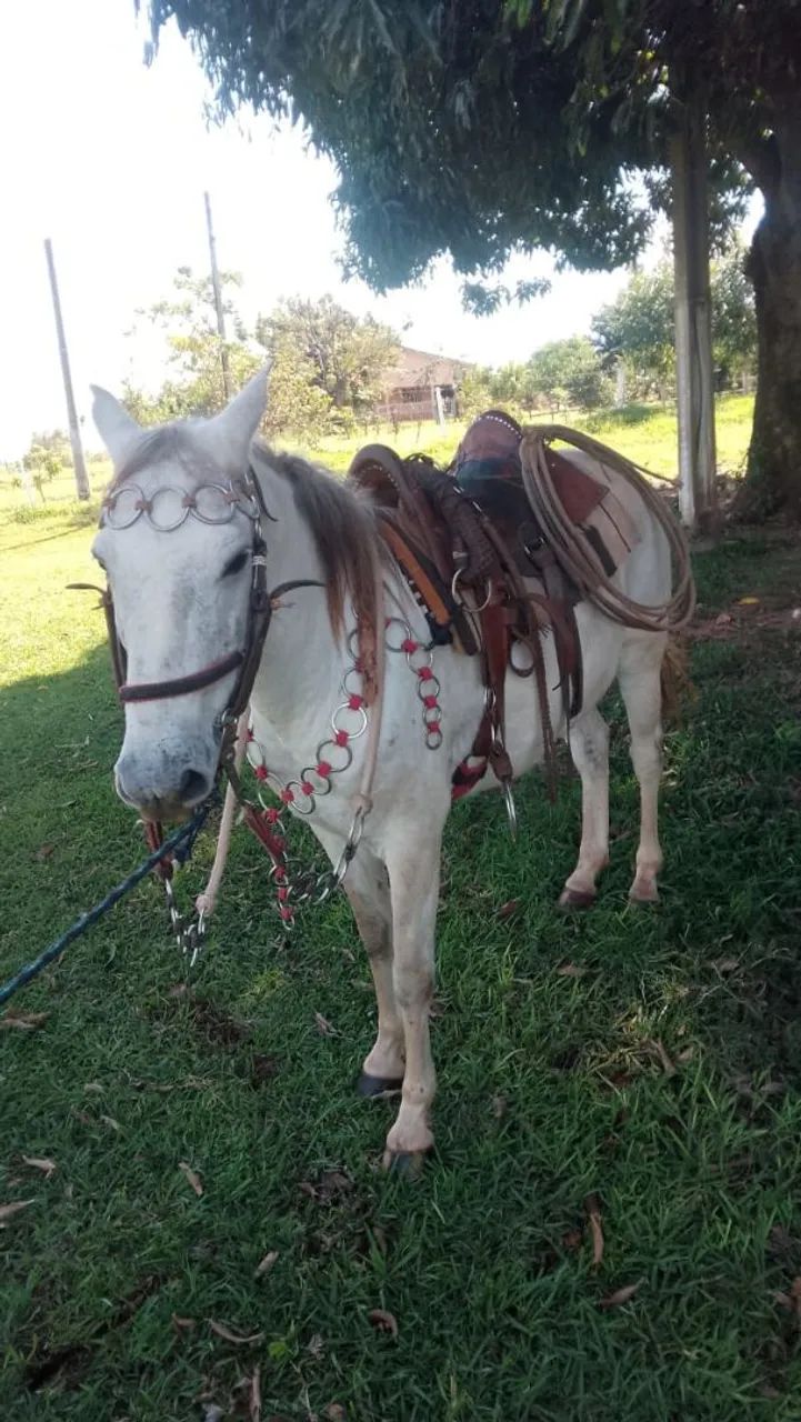 Cavalo manço