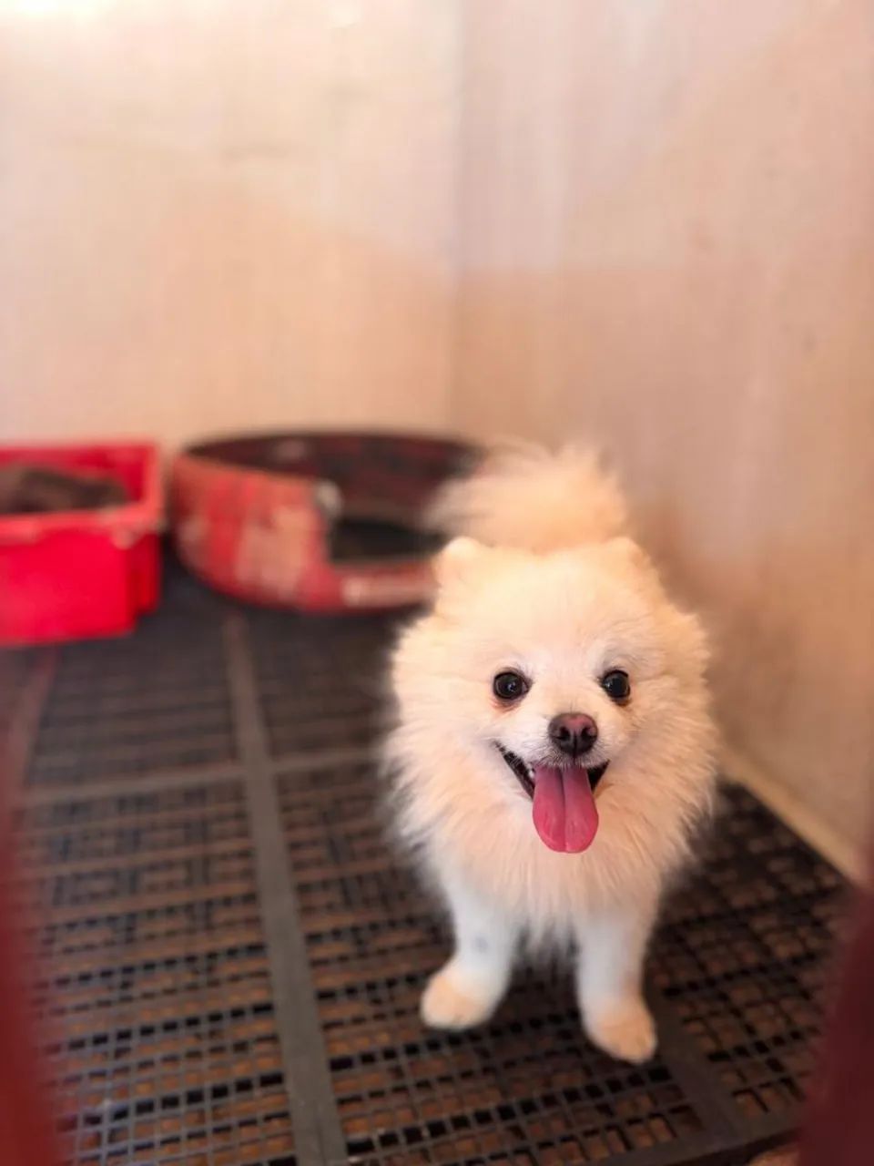 Spitz alemão machos  - Foto 5