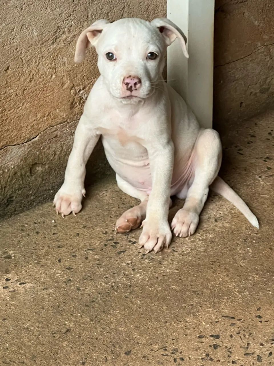 Cachorro 