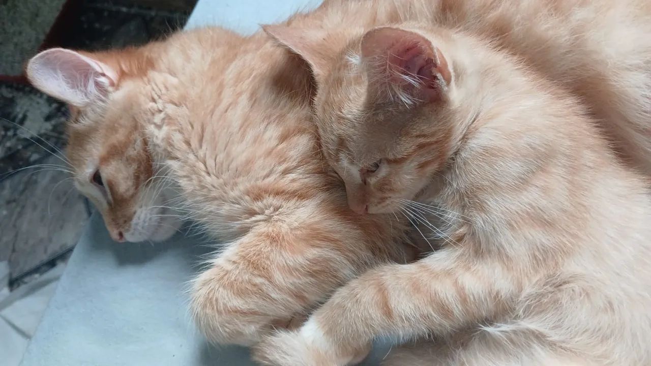 gatinho para doação  - Foto 3