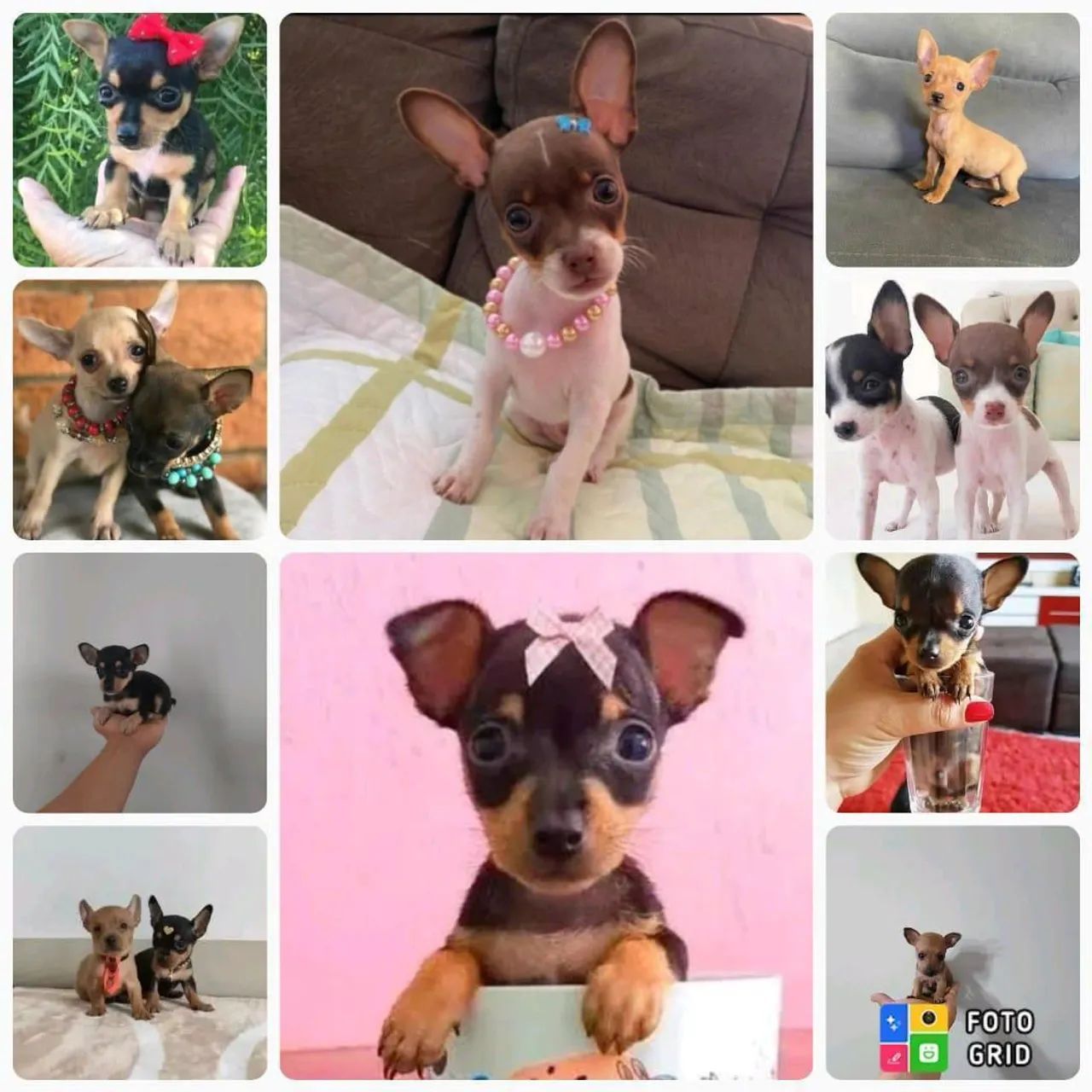 Vendo Filhotes Pinscher Zero 