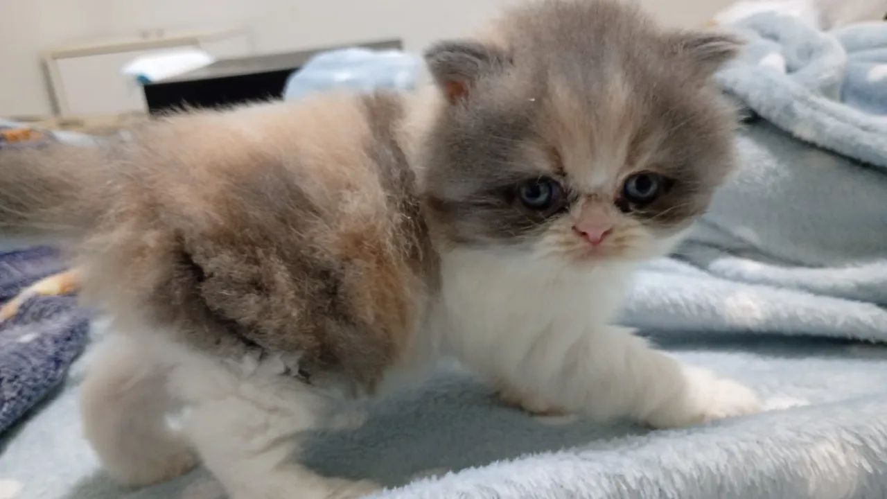 Vendo gatinha persa - Foto 3