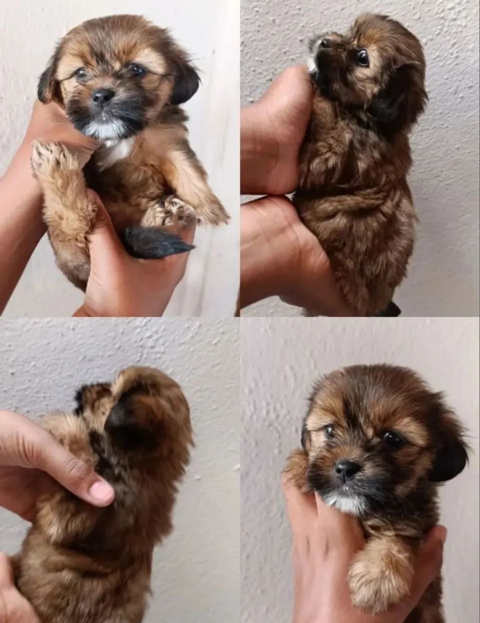 Shitzu 550,00 - Foto 3