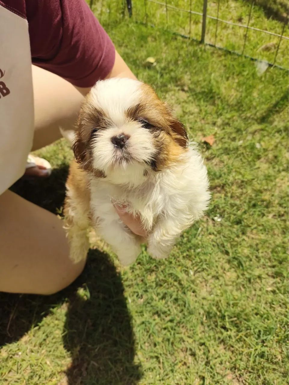 Shih tzu - Foto 3