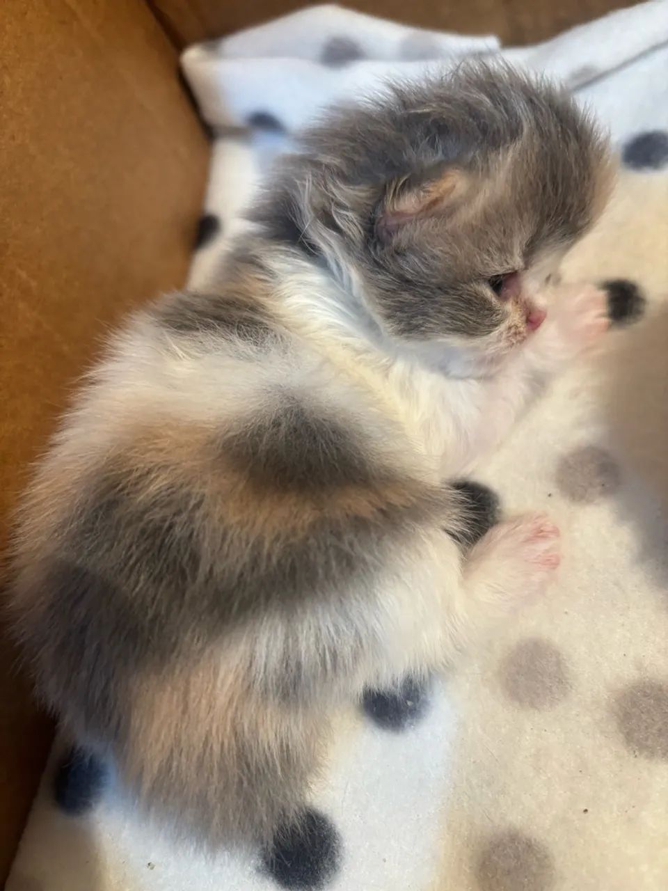 Gatinha persa  - Foto 4