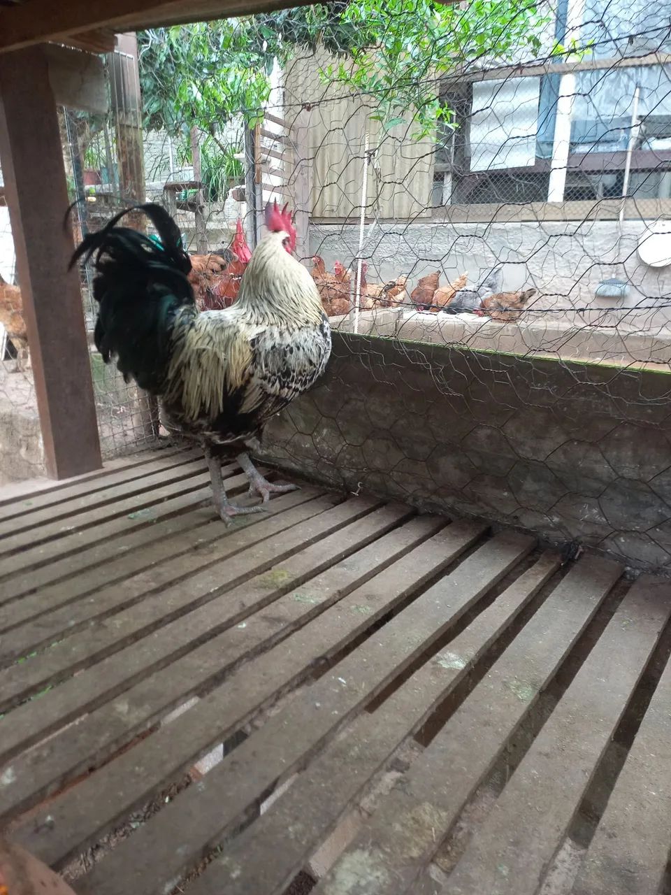 Frango  - Foto 3
