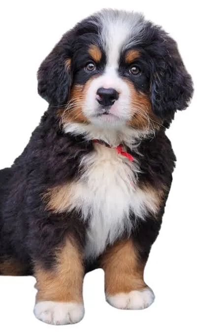 Bernese trazendo tudo de bom 