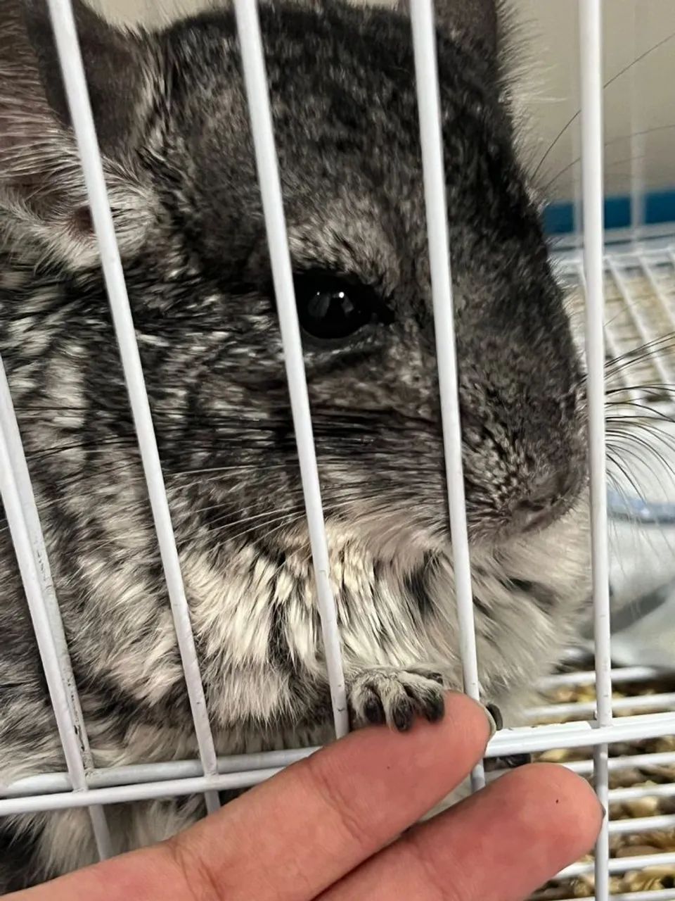 Vendo um amoroso, dócil e lindo chinchila!!! Seu nome é totoro