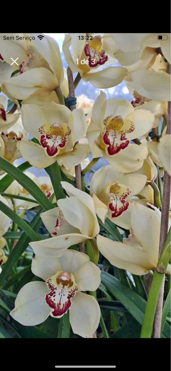 Orquídea cymbidium 