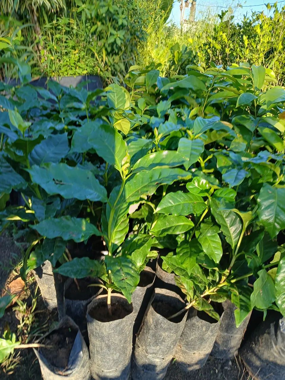 Mudas de frutíferas  - Foto 4