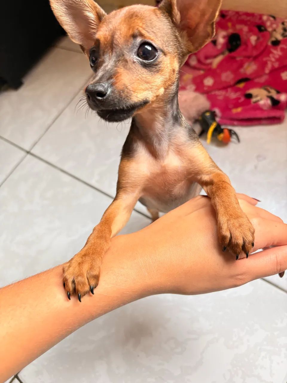 Pinscher 0 - Foto 3