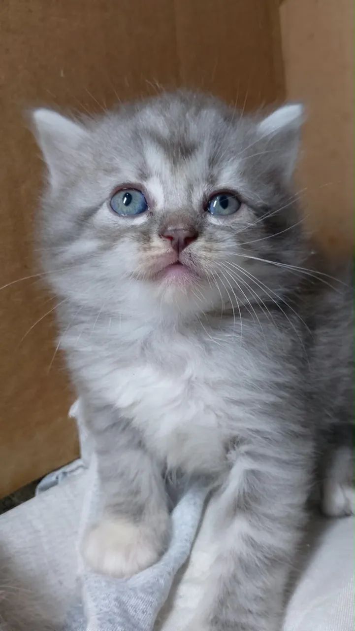 Gatinhos angora turco - Foto 2