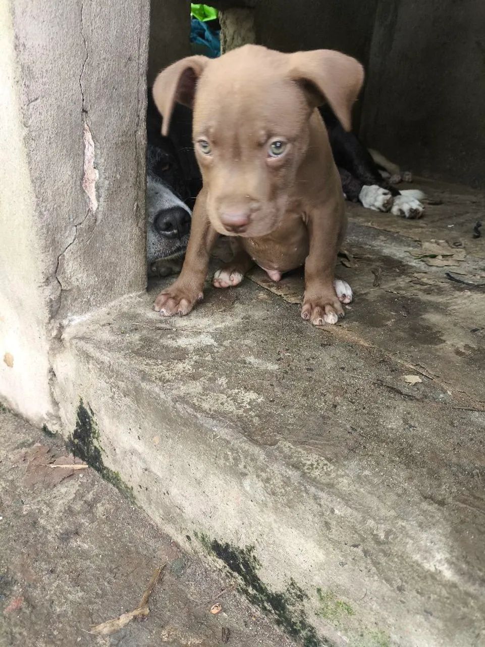 Filhote de Pit Bull Macho  - Foto 4