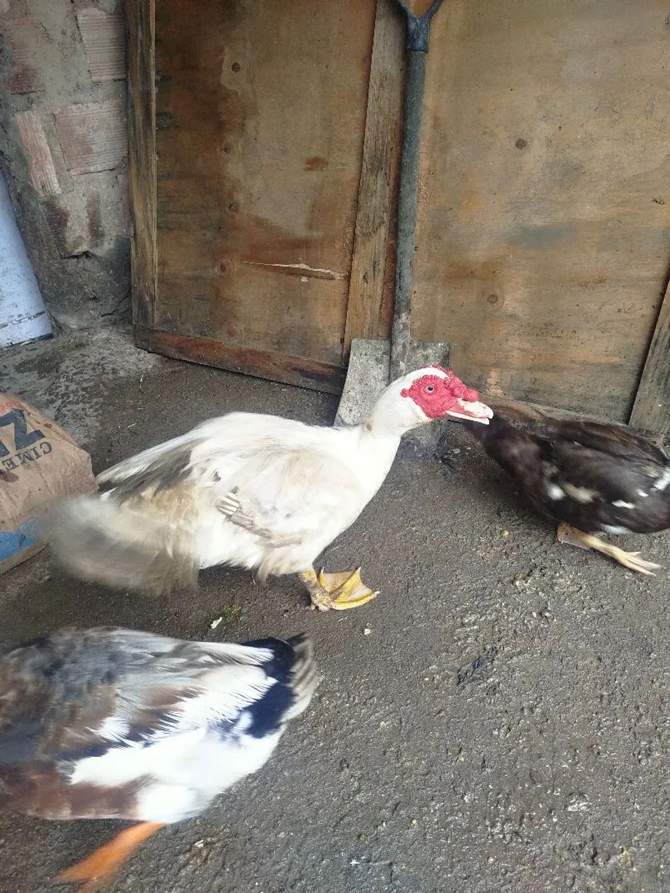 Pato para vender - Foto 3