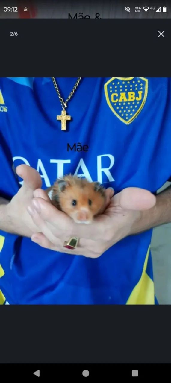 Hamster Sírio  - Foto 3