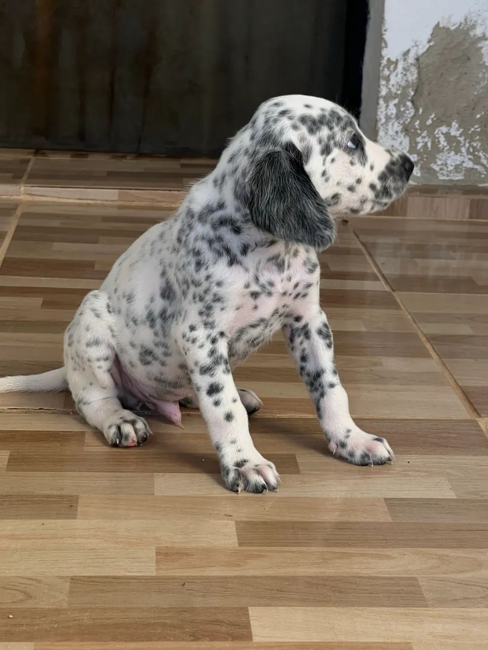 Dalmata  - Foto 2