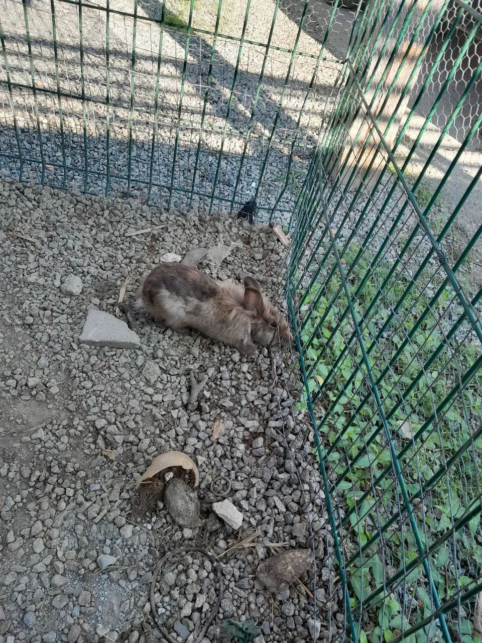 Coelhos  - Foto 4