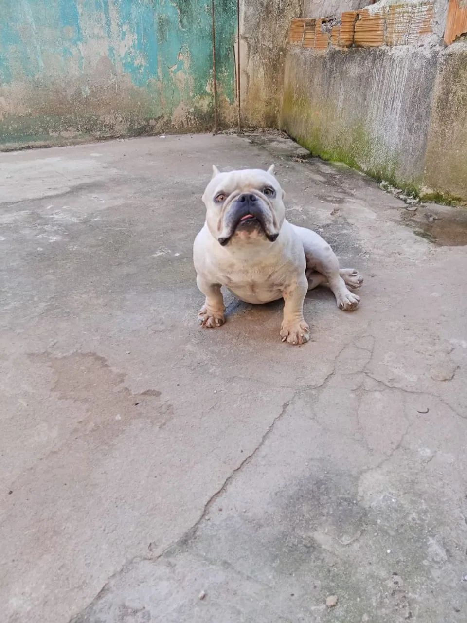 Exótic American Bully Nano  - Foto 2
