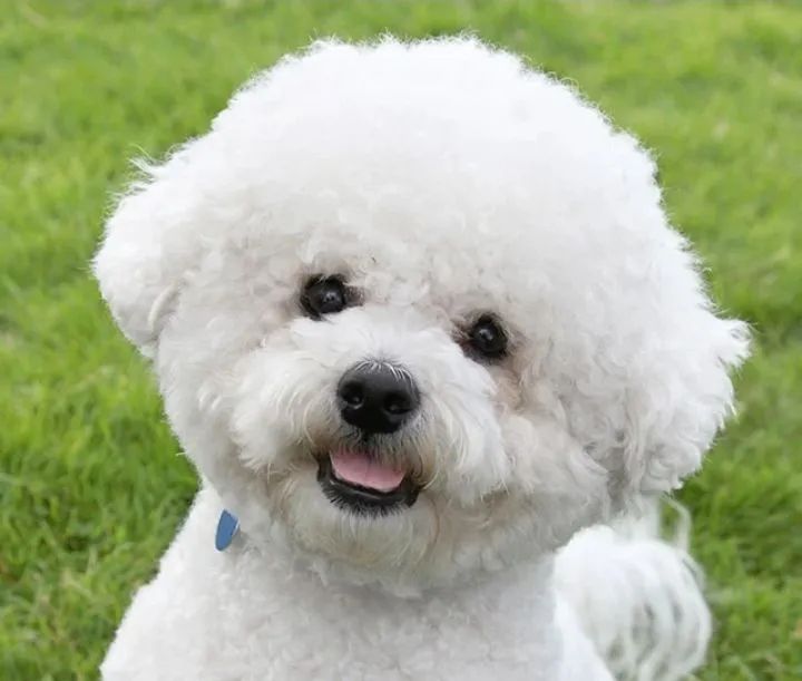 Bichon frise