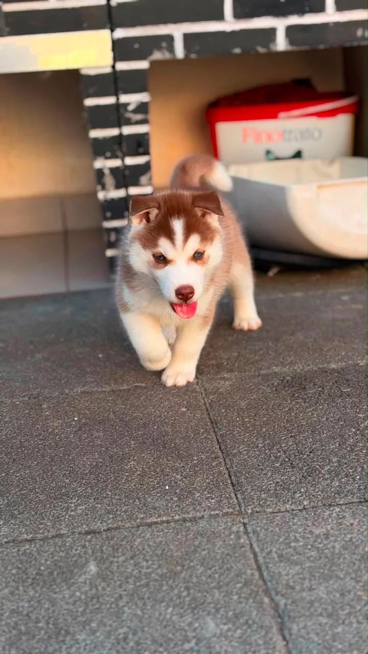 Husky siberiano  - Foto 5
