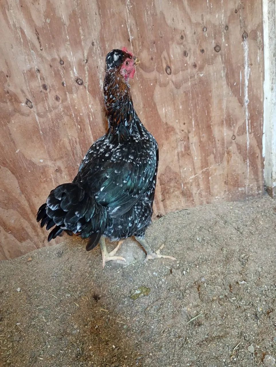 Galinha e galo gsb balão disponível  - Foto 3