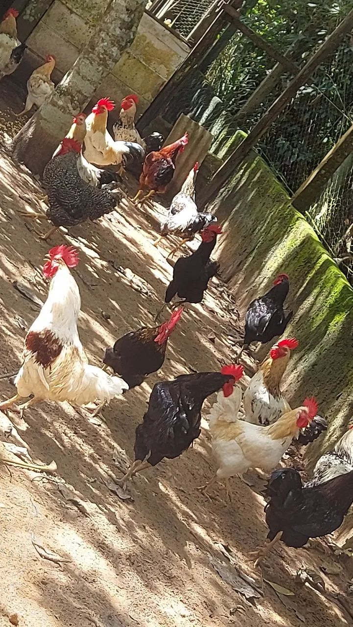 Aves Caipiras - Foto 3