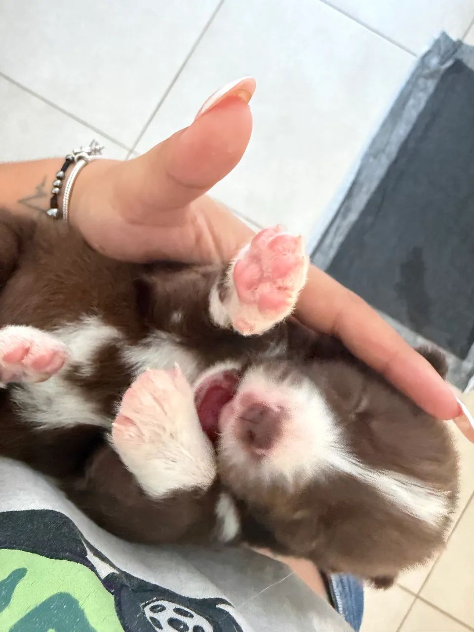 Filhote de Border Collie  - Foto 5