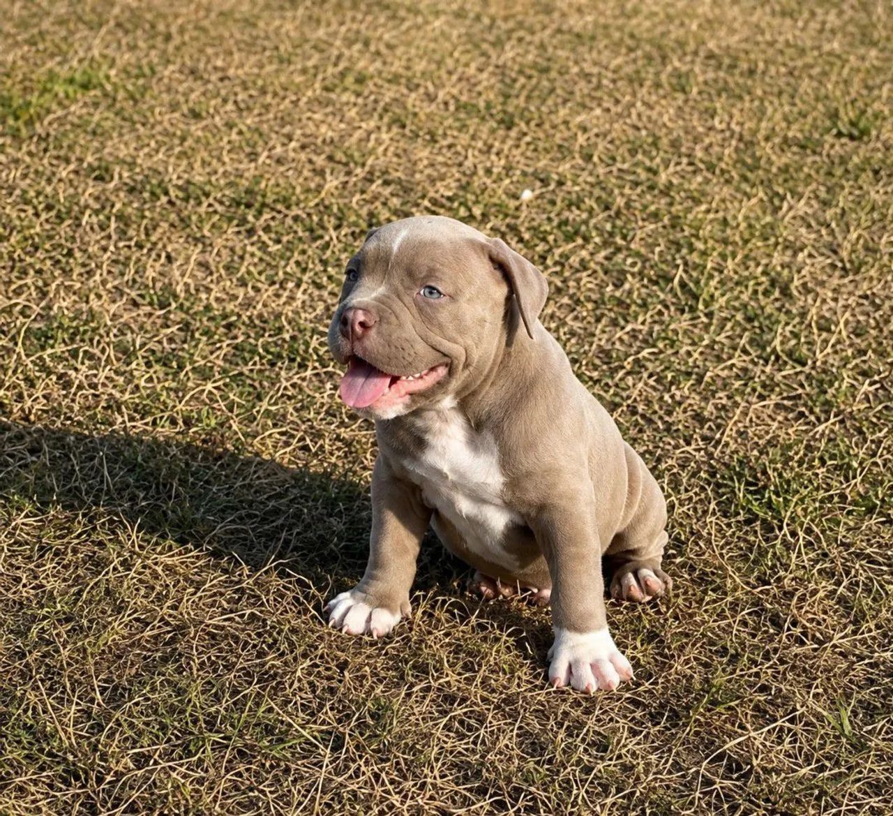 American Bully Pocket  - Foto 2