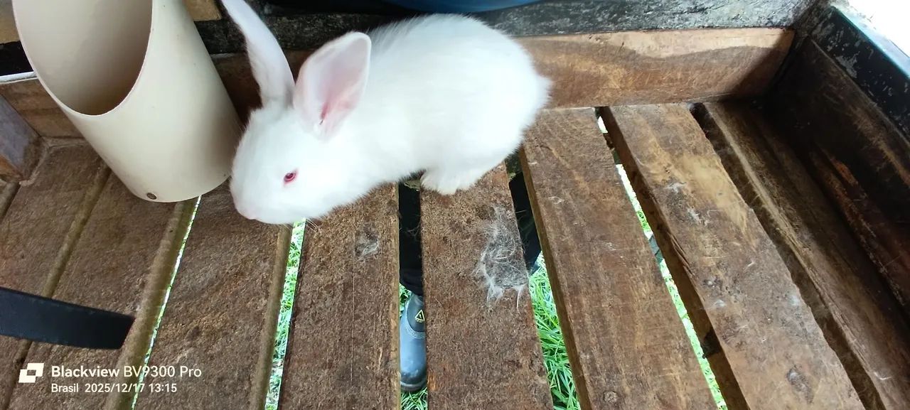 Coelhos Gigante de flândulas - Foto 2