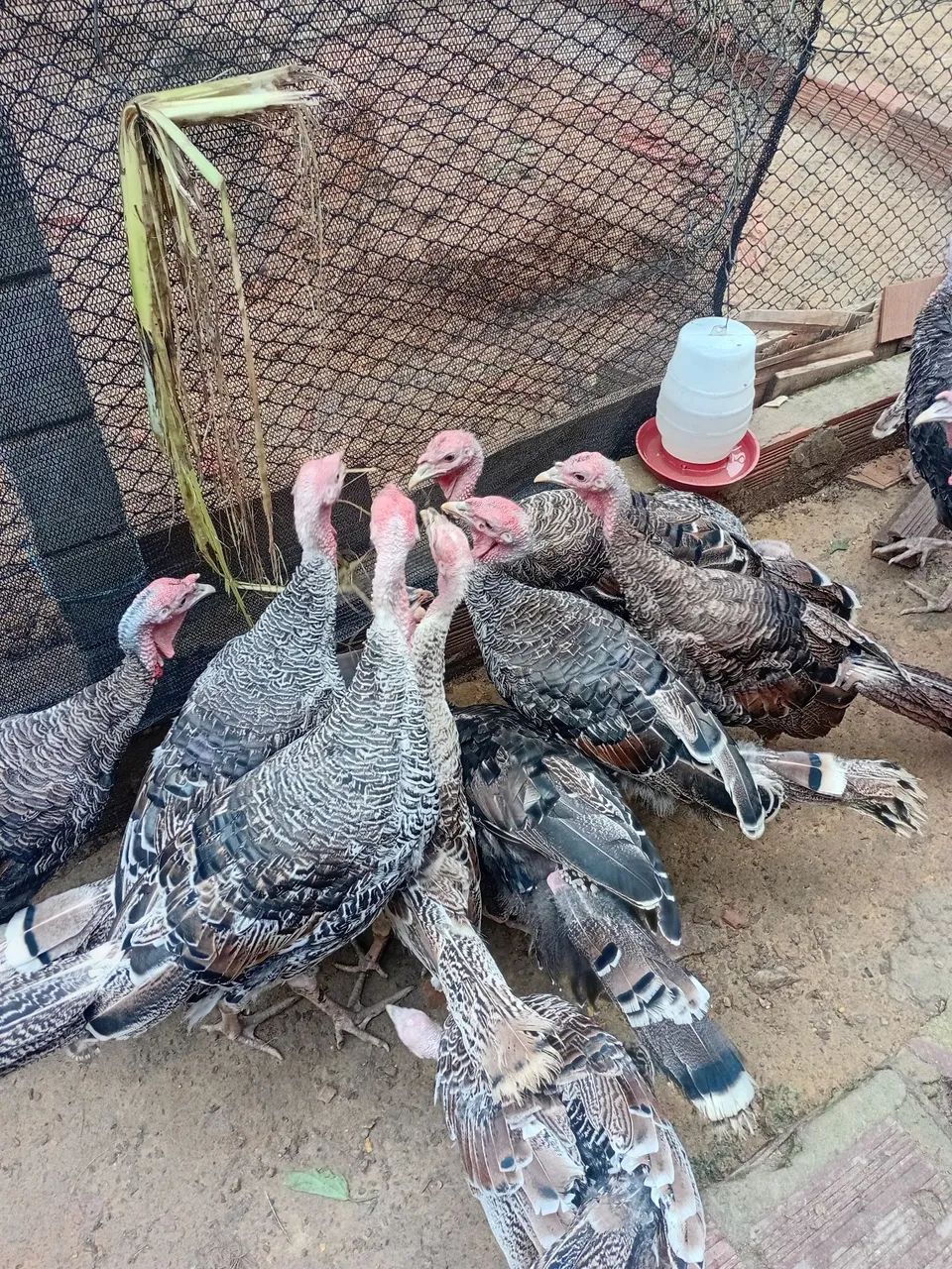 Filhotes de peru  - Foto 2