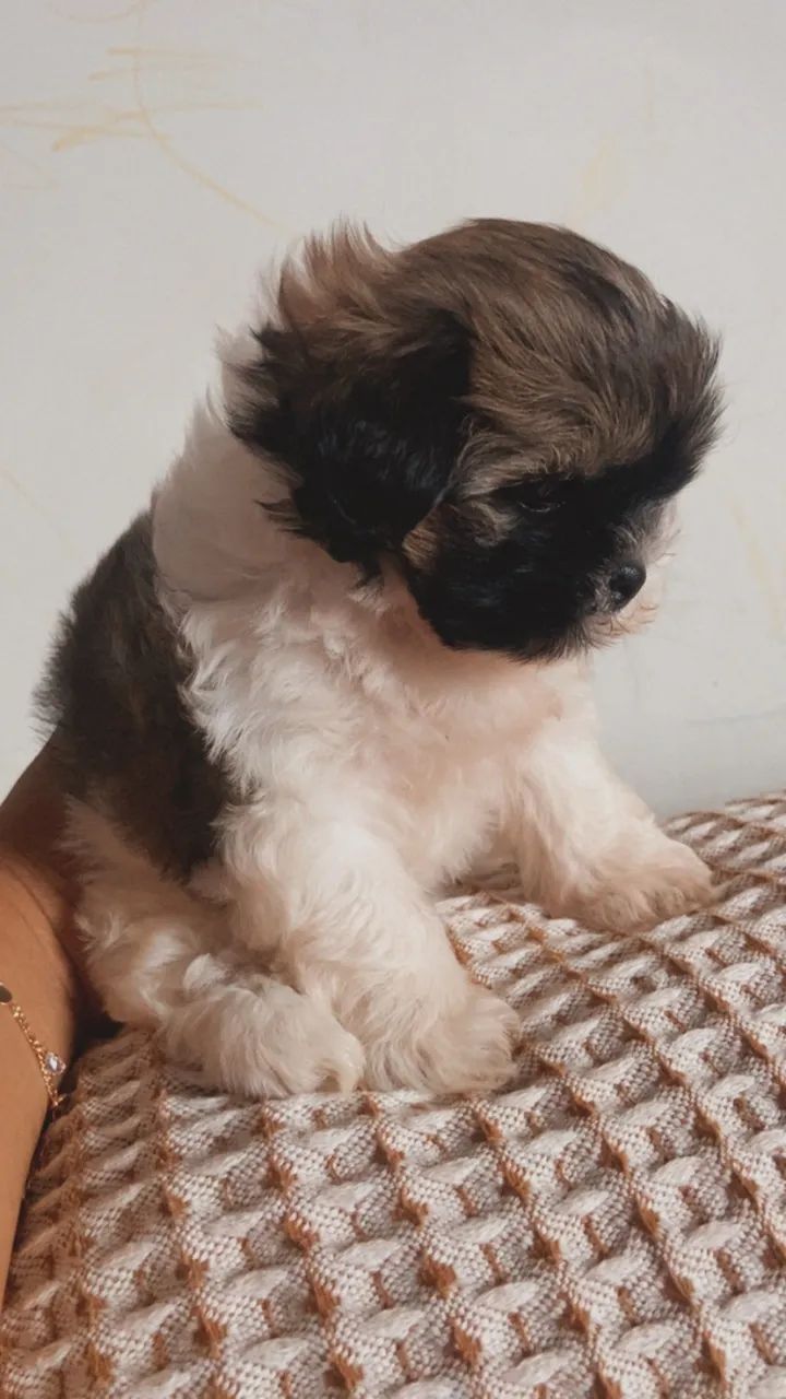 shitzu 
