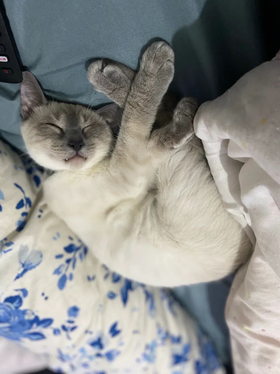 DOAÇÃO GATINHOS - Foto 4