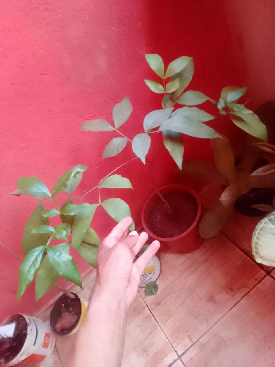 Plantas - Foto 4