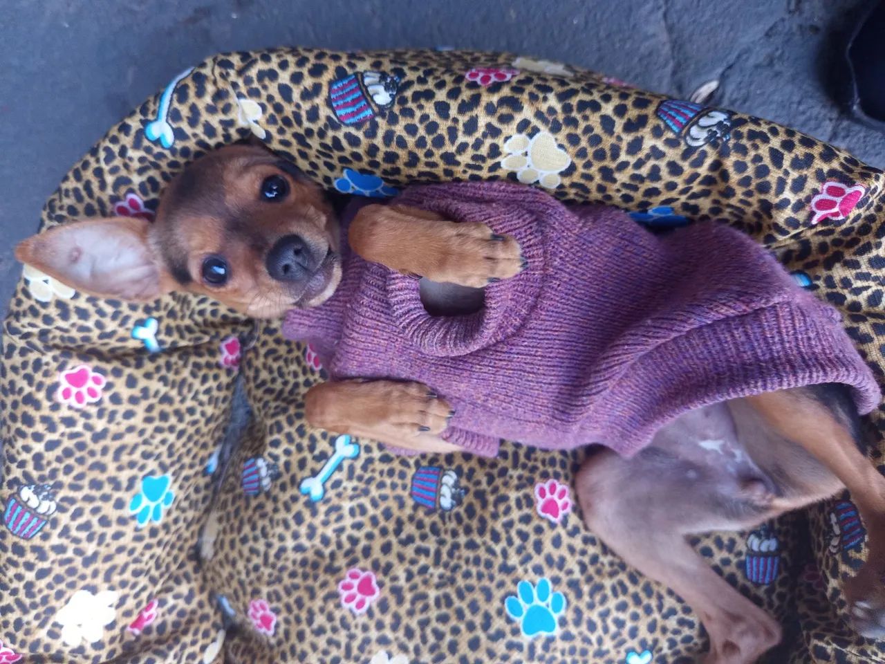 Cachorro Pinscher - Foto 2