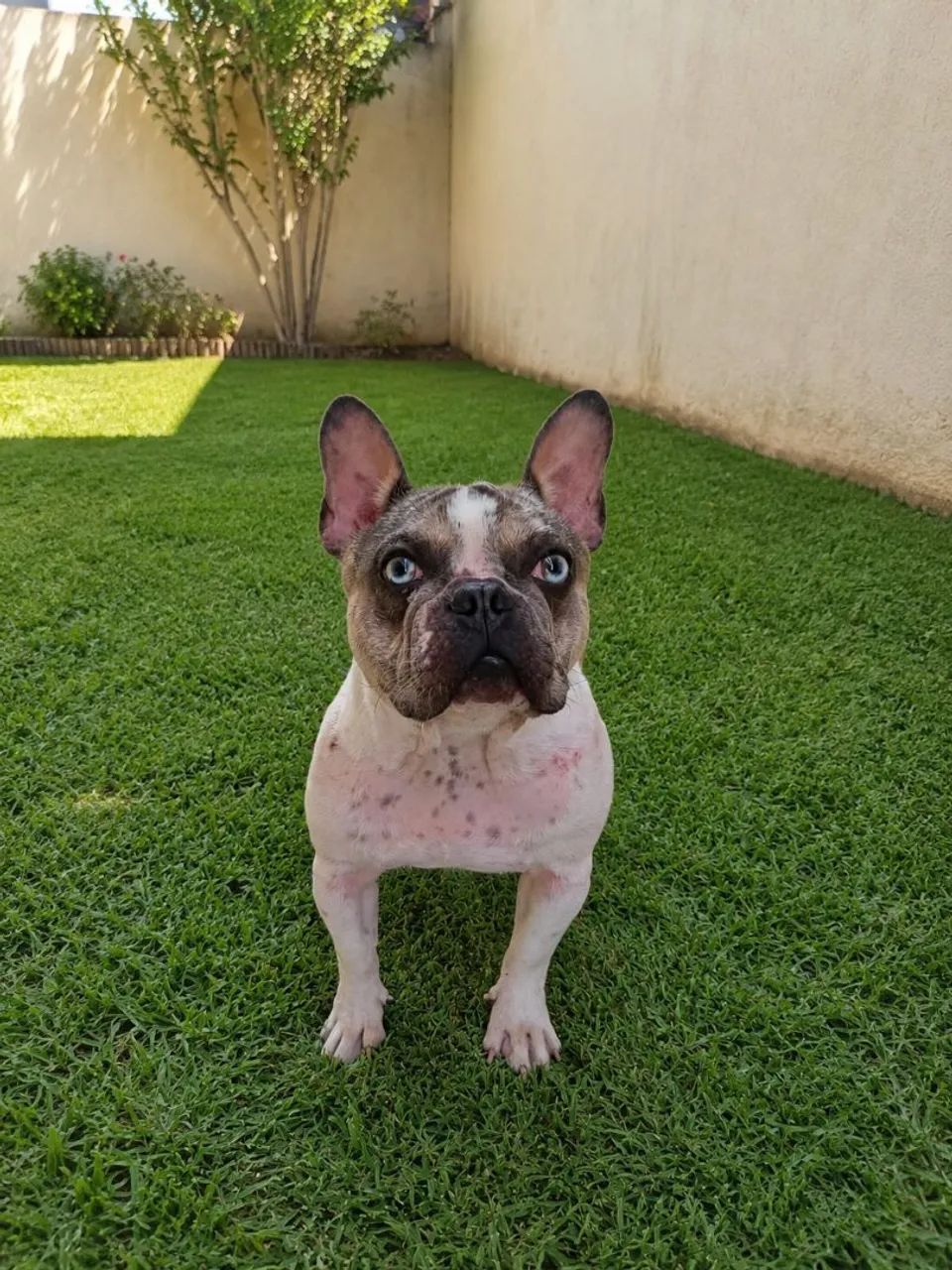 bulldog francês exótico macho