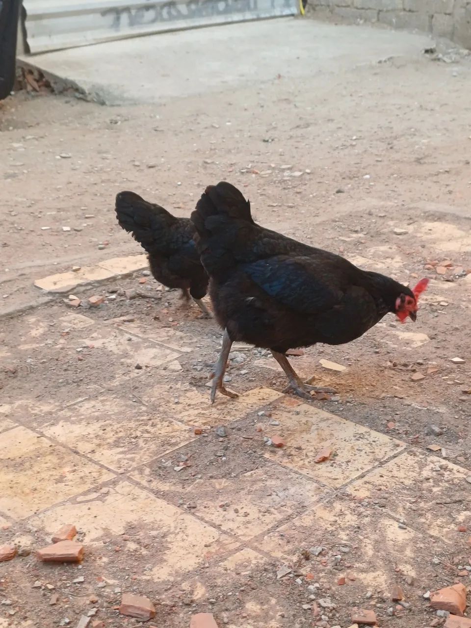 Galo e galinhas  - Foto 4