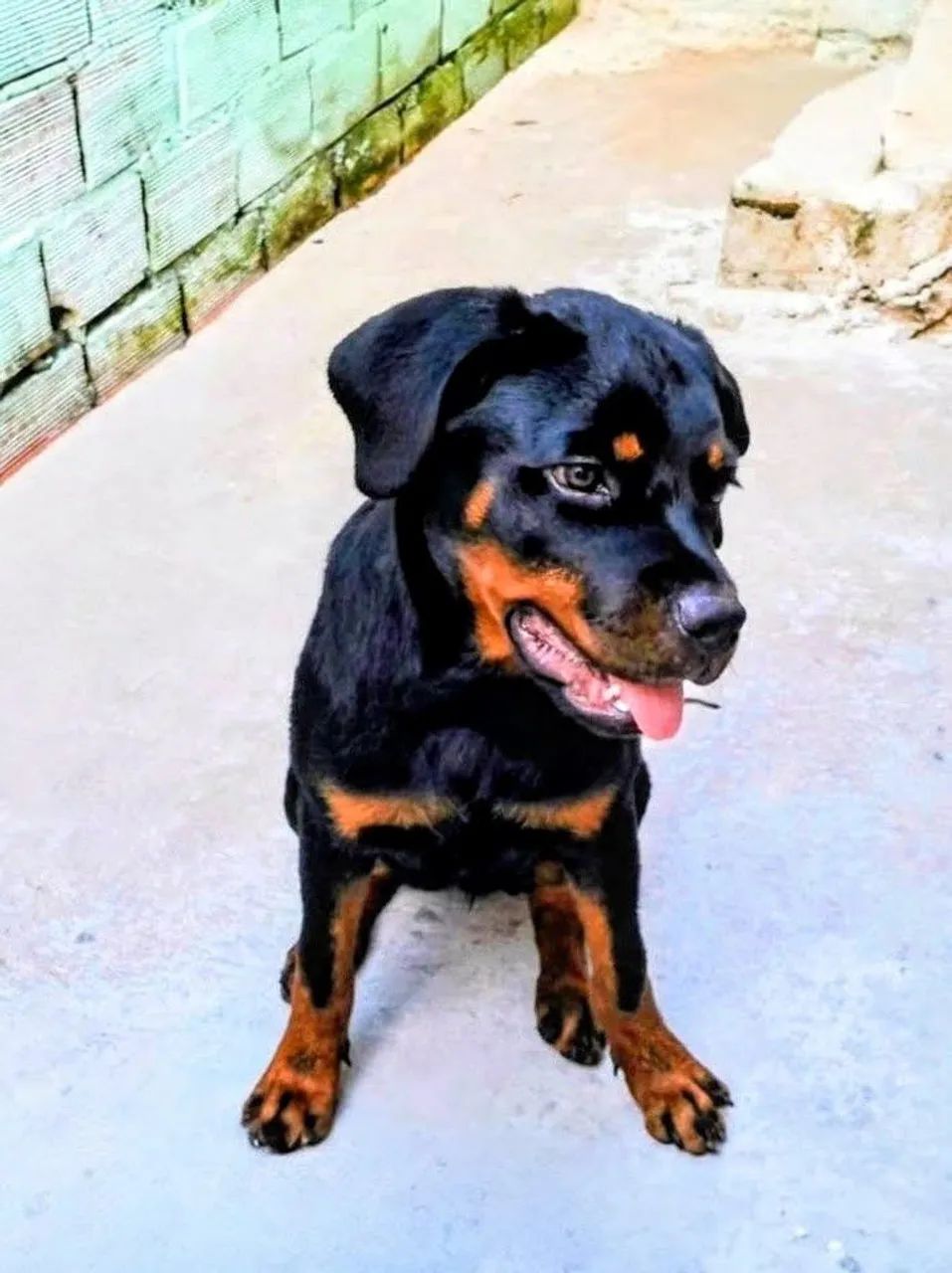 Rottweiler 
