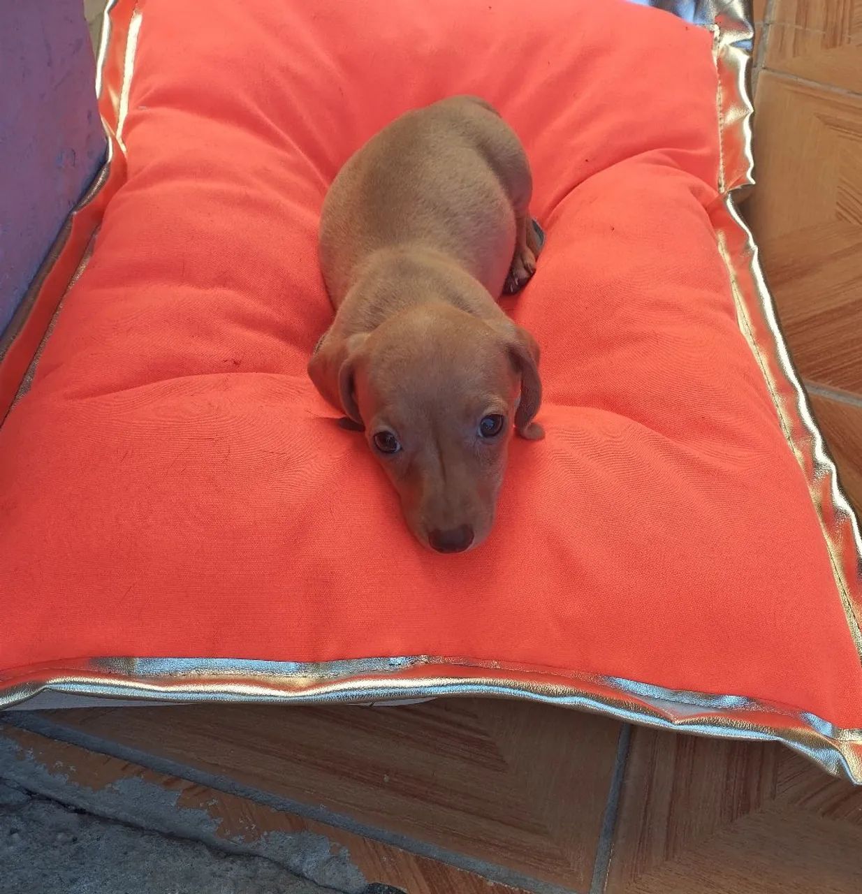 Vendo filhote dachshund