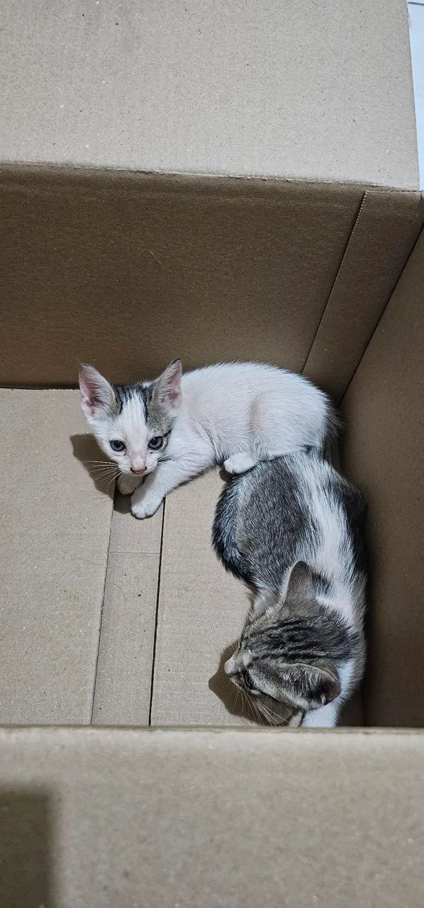 Gato - Foto 2