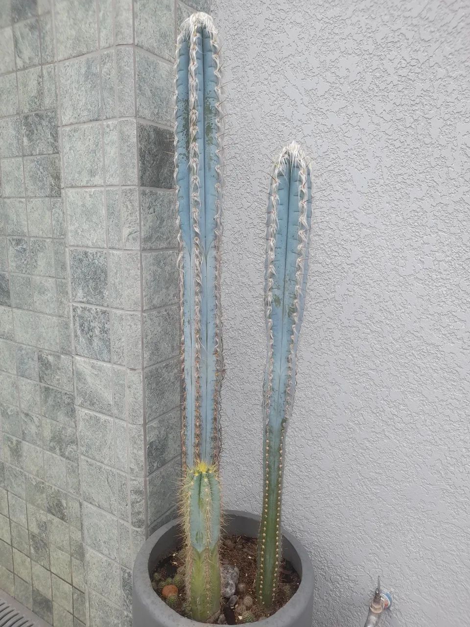 Cactos Azul - Foto 2