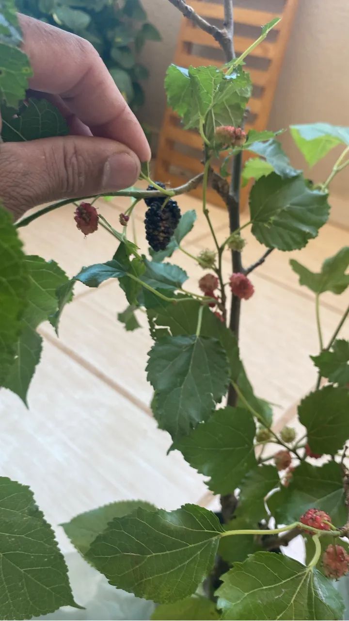 MUDA DE AMORA FRUTIFICANDO - Foto 2
